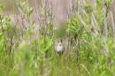 A saltmarsh sparrow in the brush